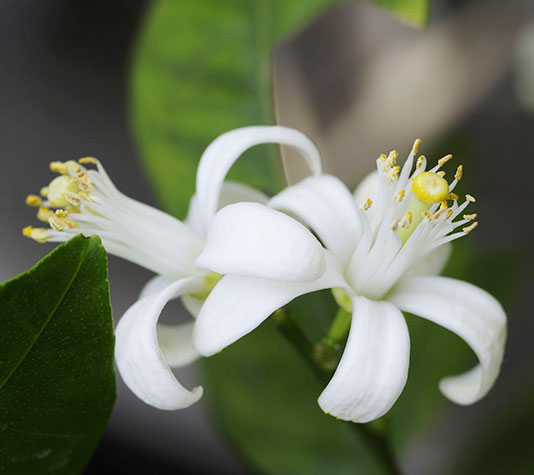 Flor de azahar naranjo amargo