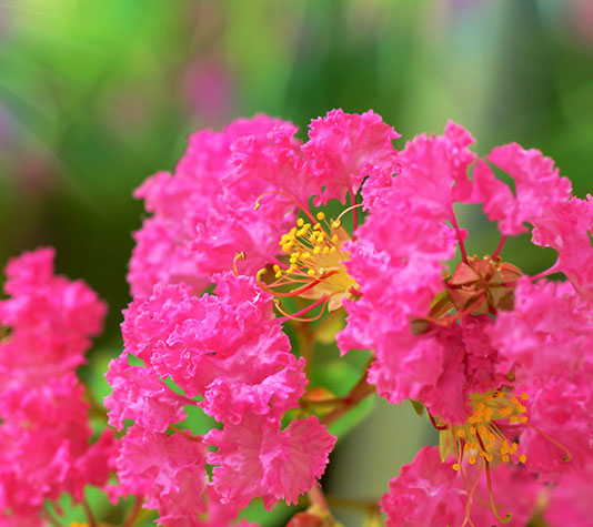 flores lagerstroemia