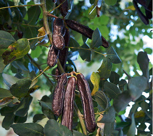 fruto del algarrobo