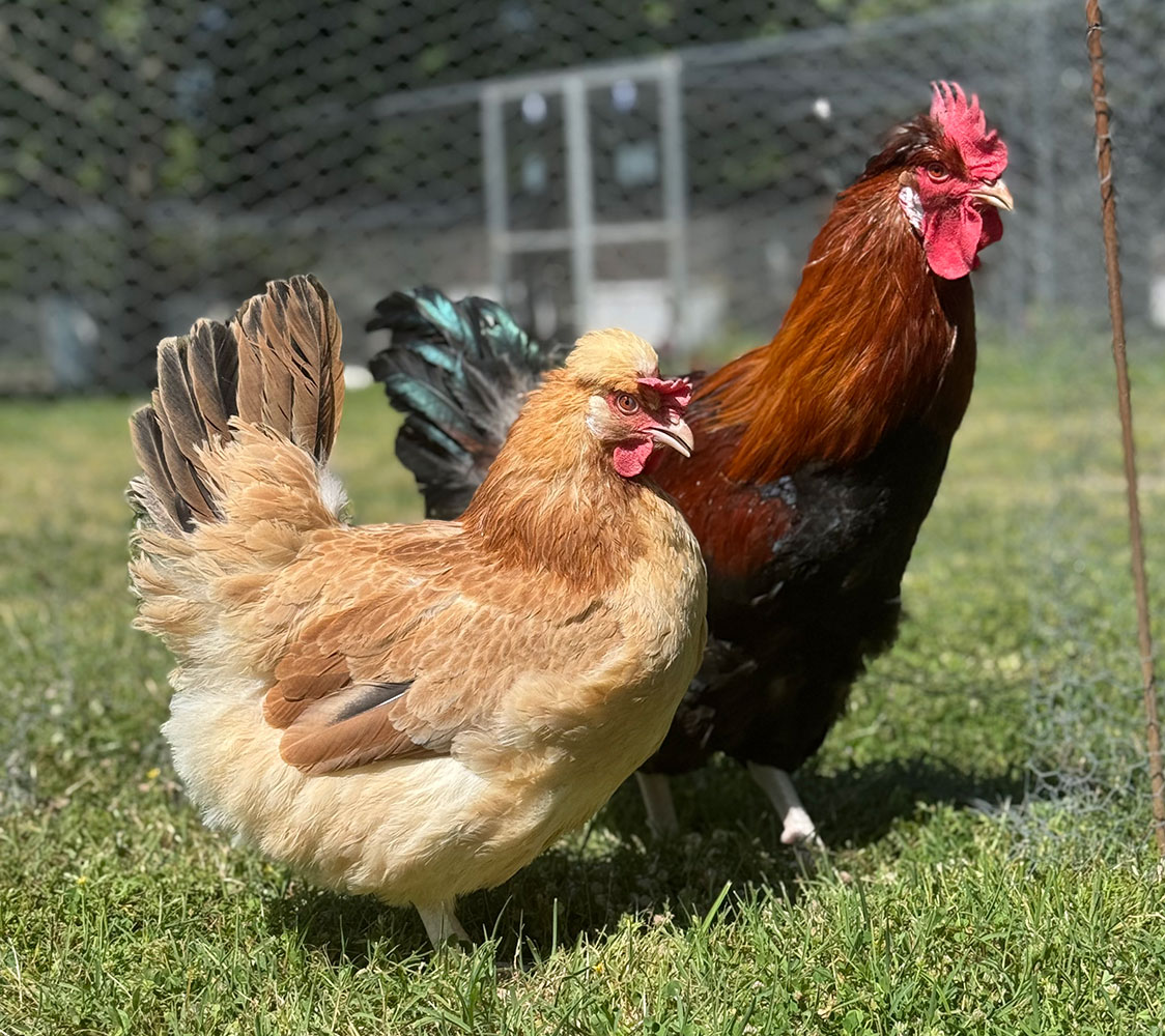 Pareja gallinas Sulmtaler