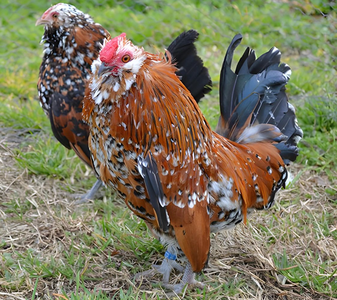 pareja gallina de raza barbuda de amberes color milflores	
