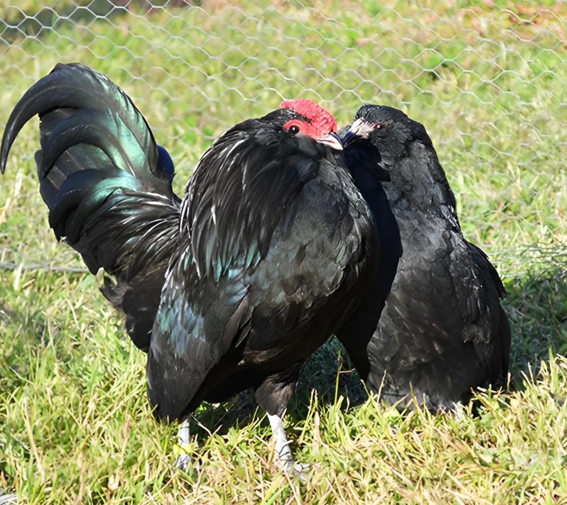 pareja gallina de raza barbuda de amberes color negro	