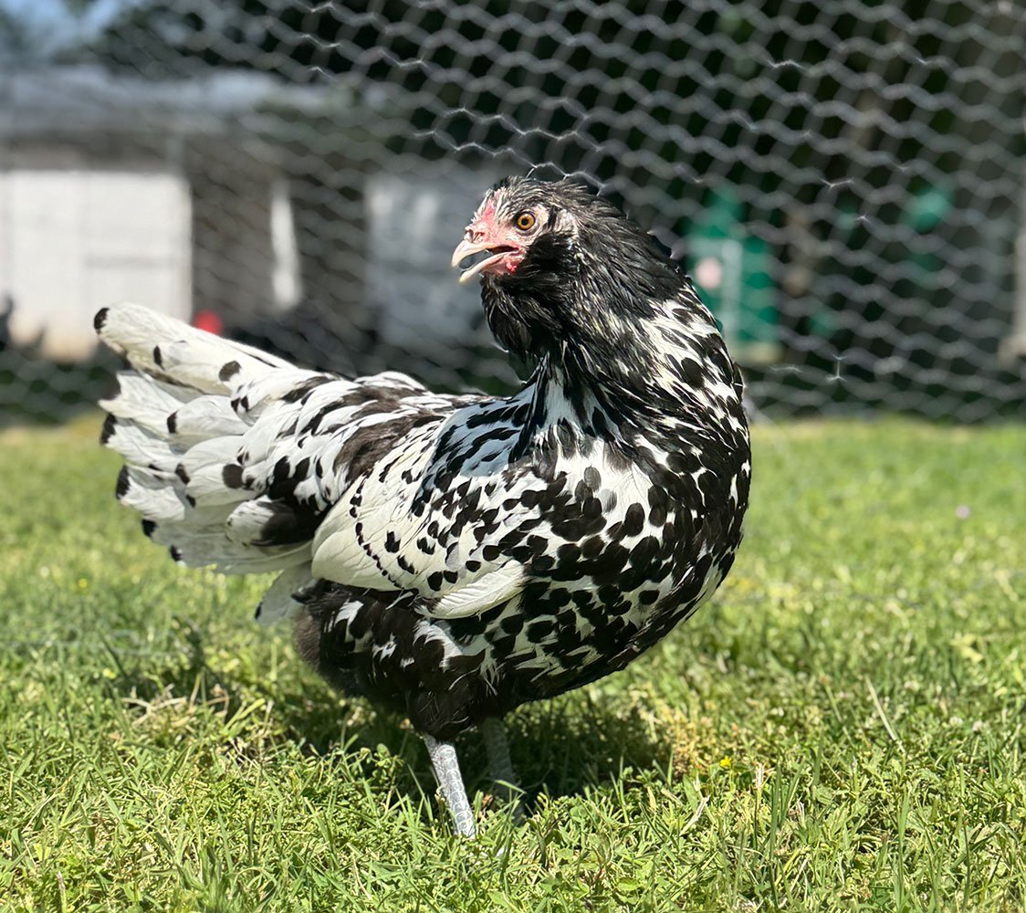 Gallina Holandesa barbuda blanco lentejuelado de negro