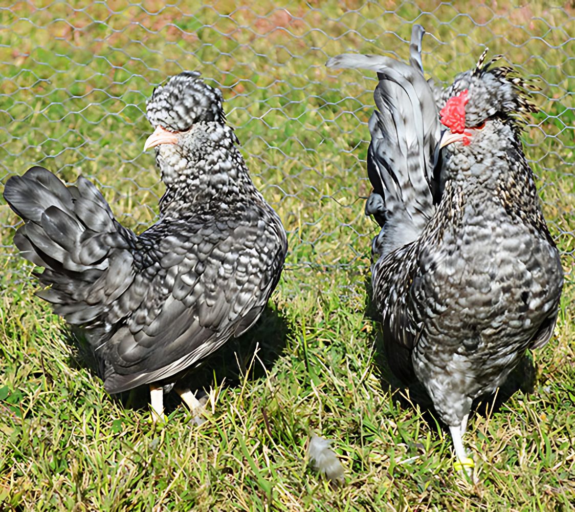 gallina barbuda de watermail barrada	