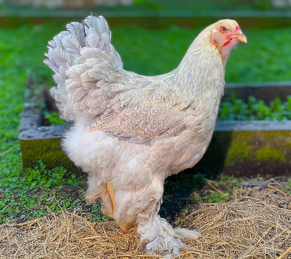 gallina brahmanismos isabela