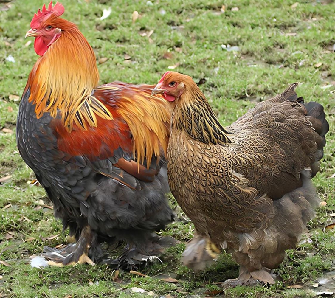 pareja gallinas gigantes cochinchina dorado aperdizado	