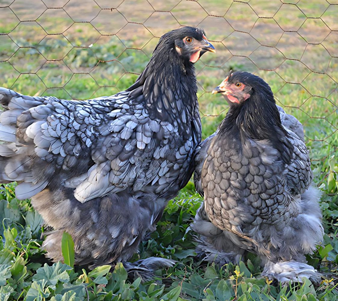 pareja gallinas de raza gigante cochinchina azul	