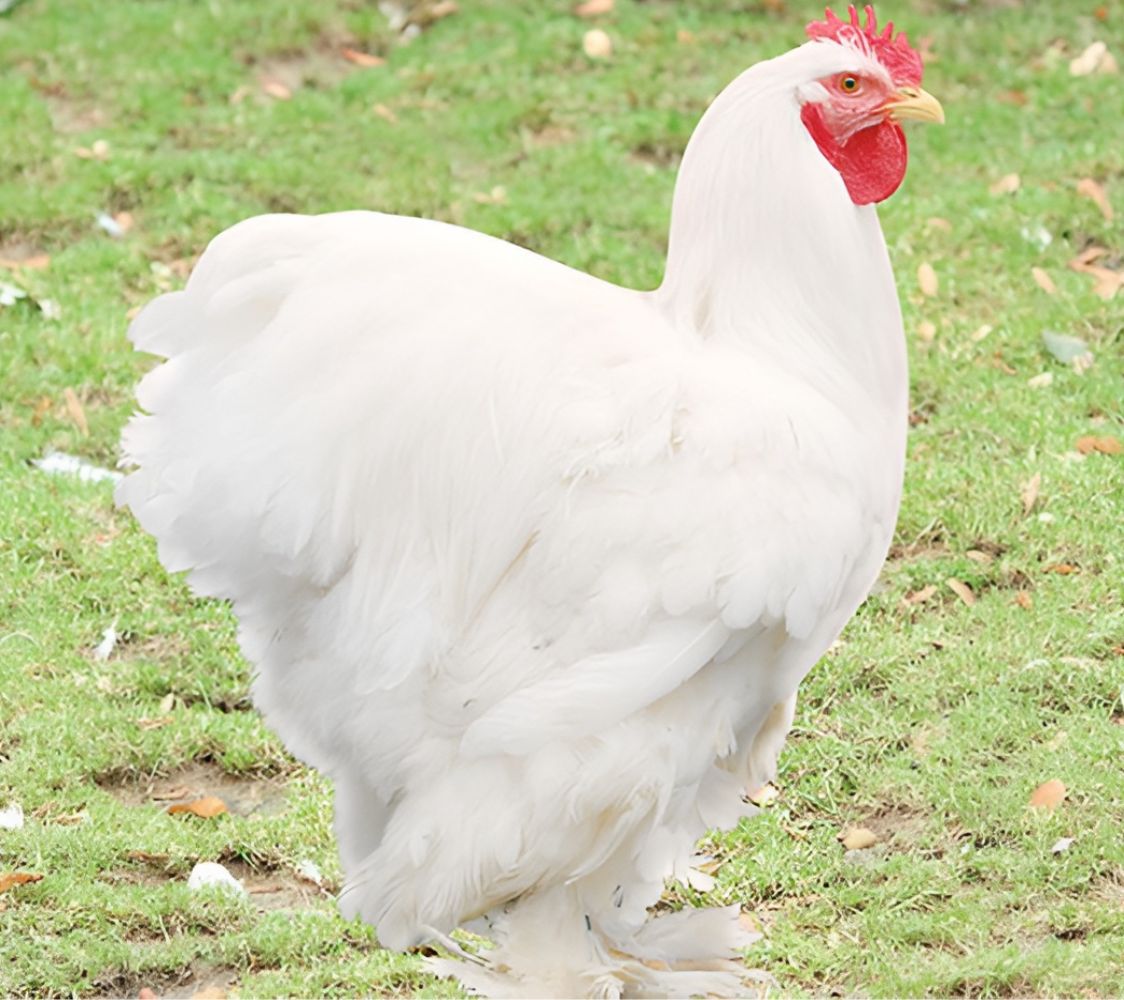 macho gallina cochinchina blanco	