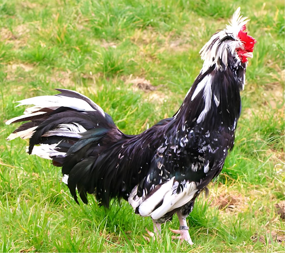 macho gallina raza houdan	