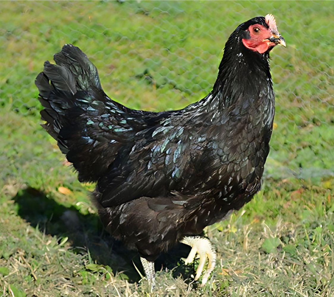 gallina extremeña color negro	