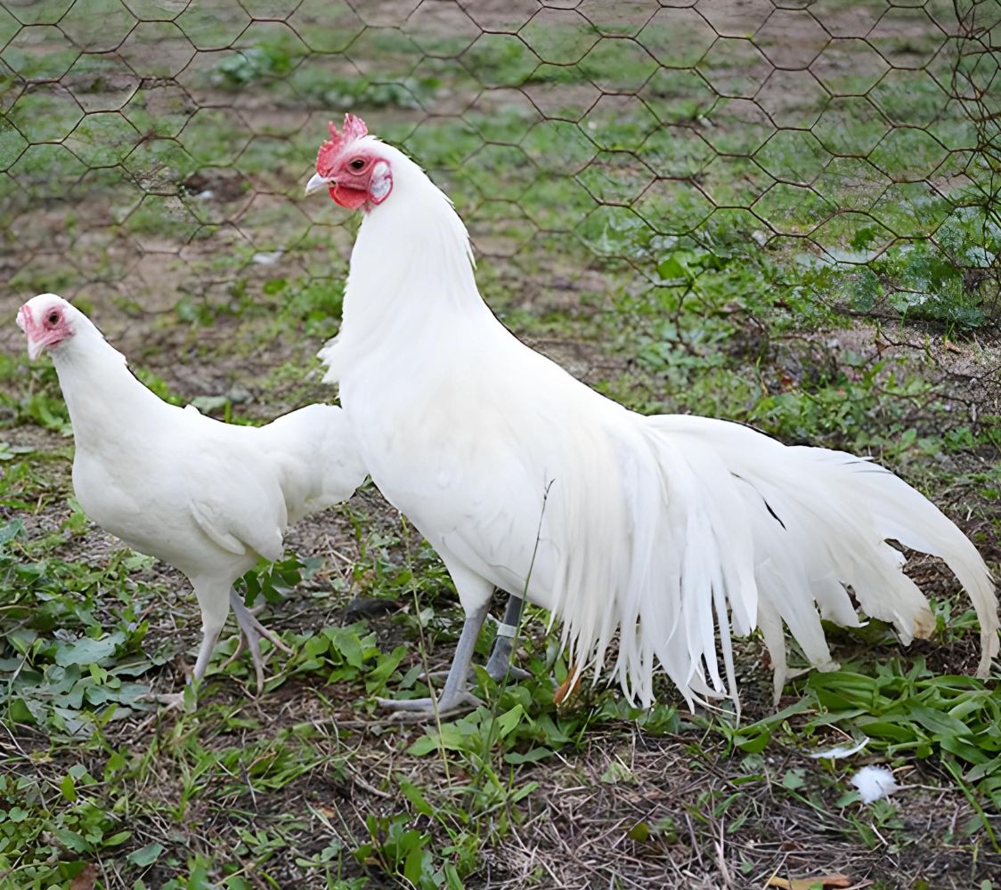 pareja gallinas de raza fénix enano color blanco	