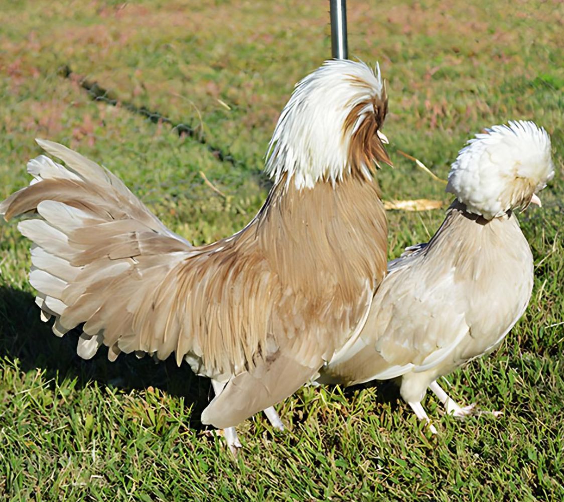 gallina holandesa moñuda enana kaki	