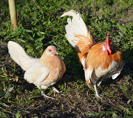 gallina enana kriel en color blanco silla roja