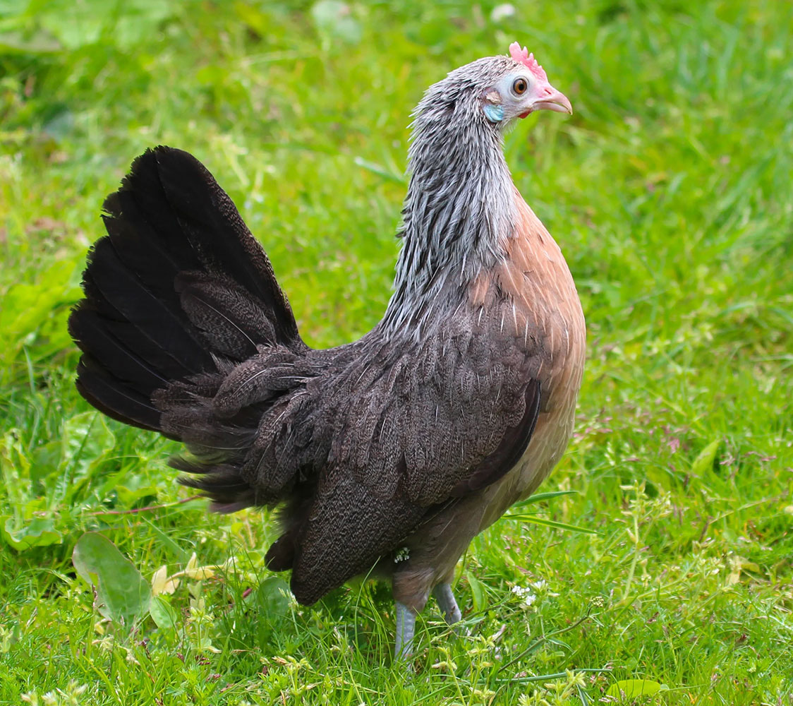 Gallina Kriel plateado