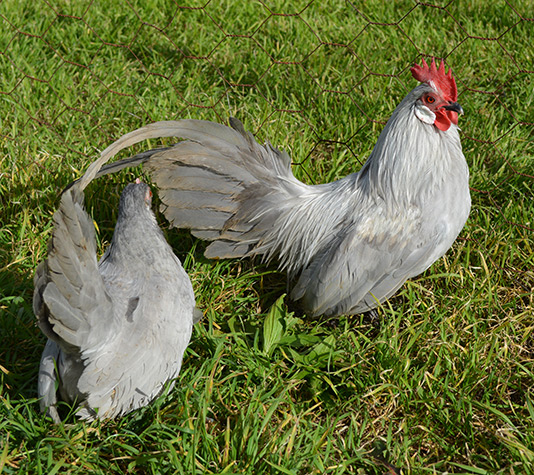 pareja de gallinas enanas kriel color lavanda