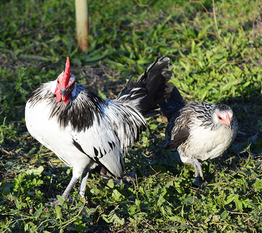 gallina kriel holandesa en color plata codorniz