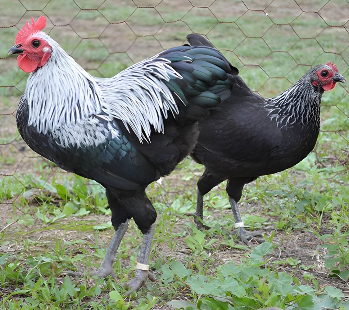 Pareja gallina de raza langshan enana abedul	