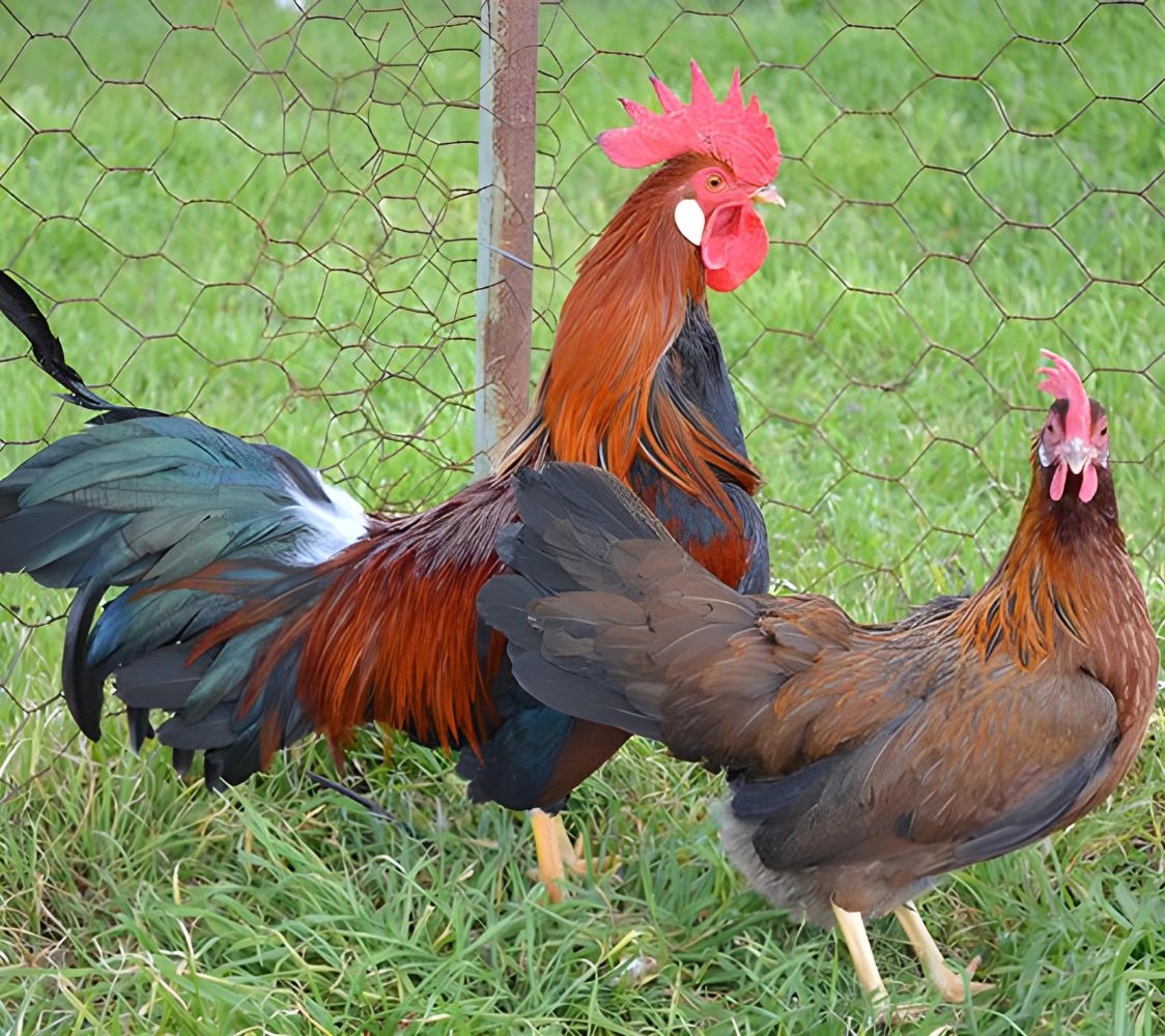 gallina de raza italiana enana dorada	