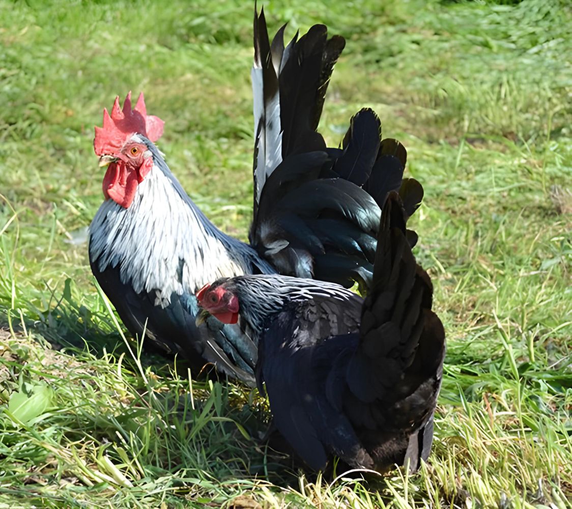 Pareja gallinas de raza nagasaki abedul	
