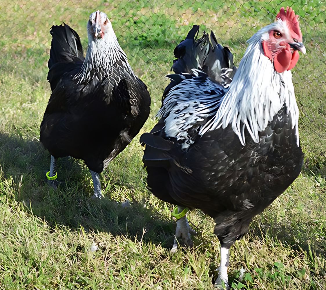 Pareja gallina Niederrheiner abedul	