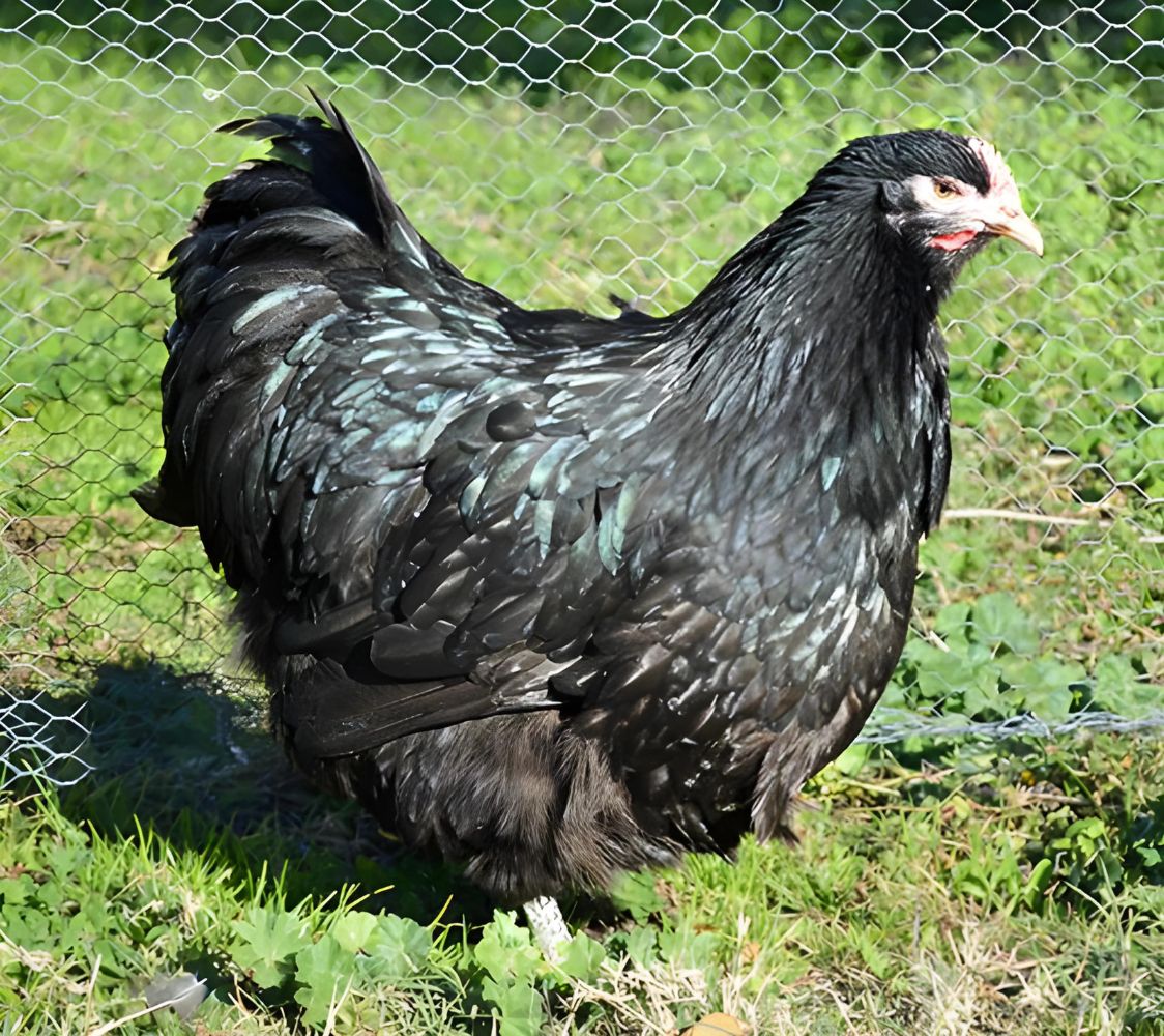 Gallina gigante orpington negra	