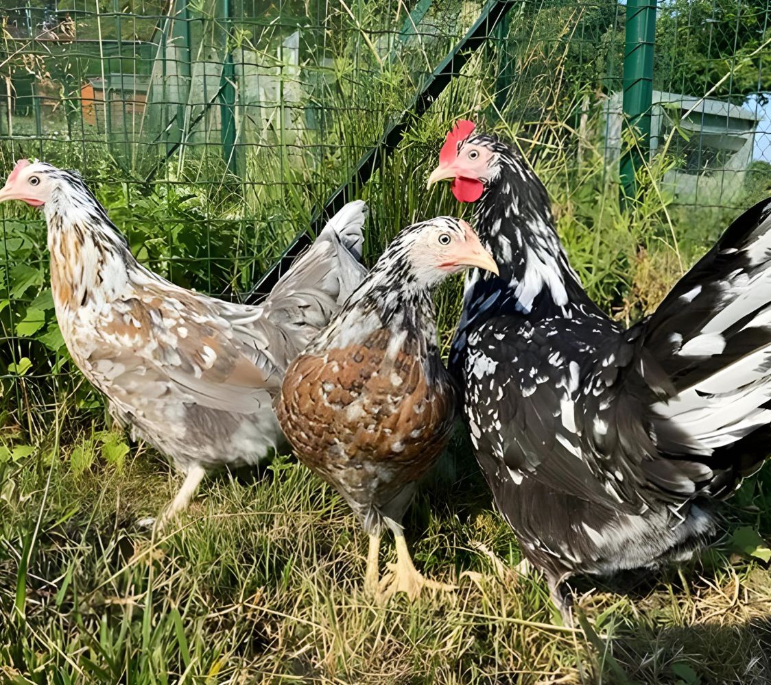 gallinas suedoise en color milflores	