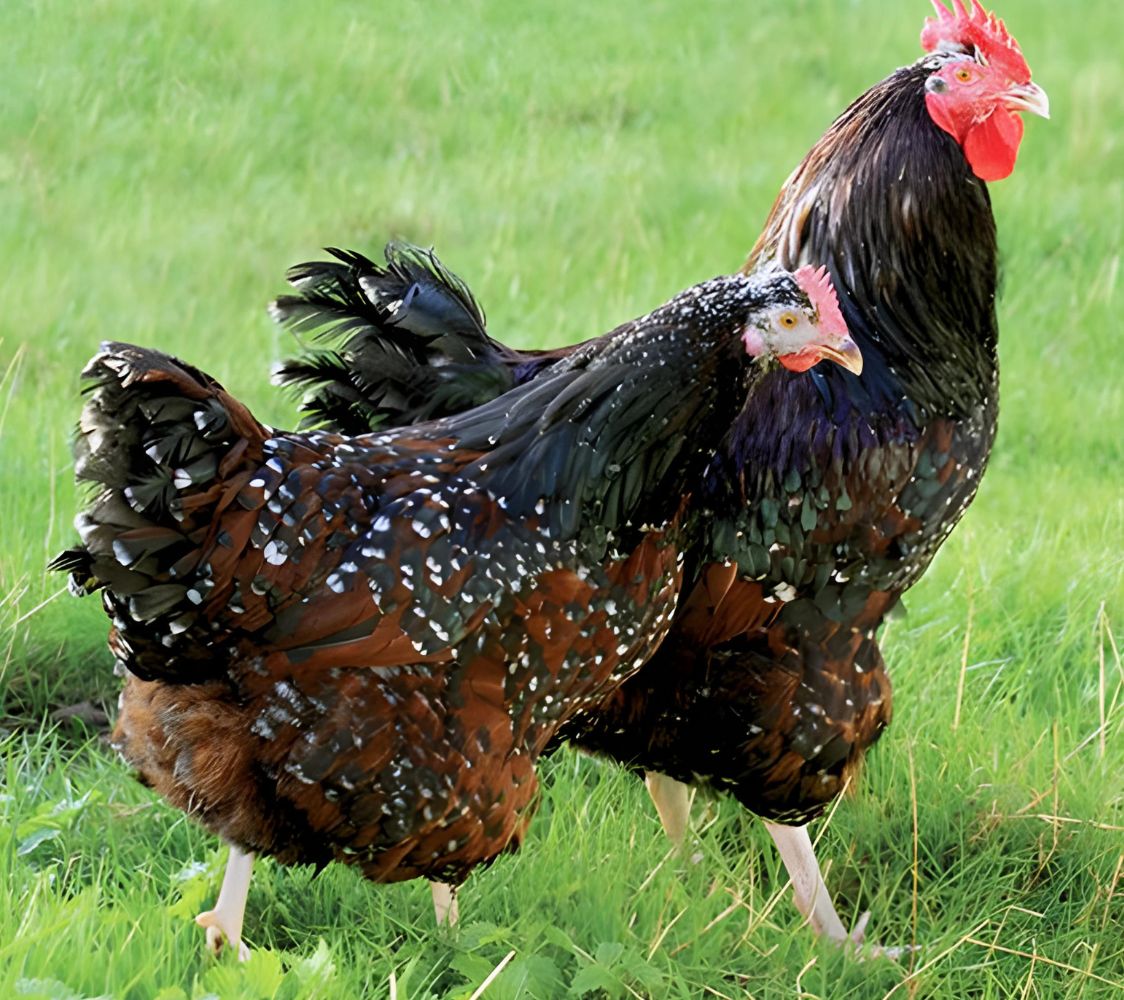  gallinas Sussex milflores o tricolor	