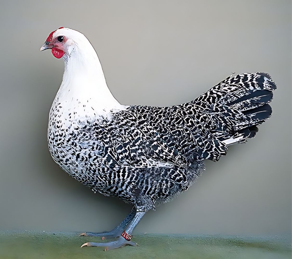 gallina totleger de westfalia	