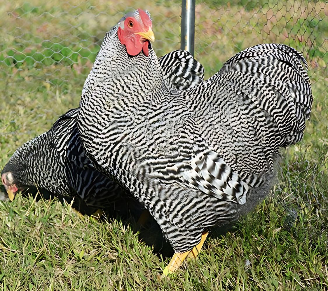 pareja gallina wyandotte enano barrado	