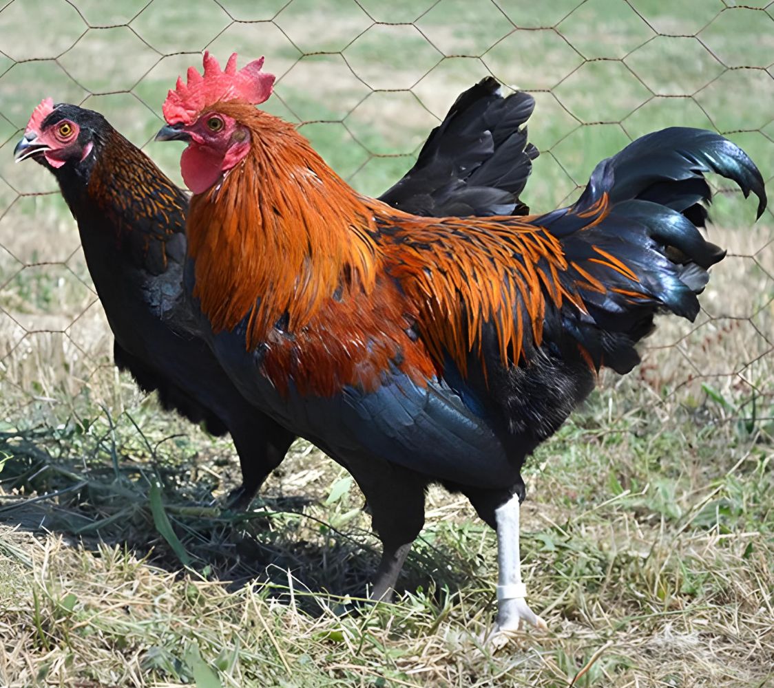 pareja gallina marans enano en color negro cobre	