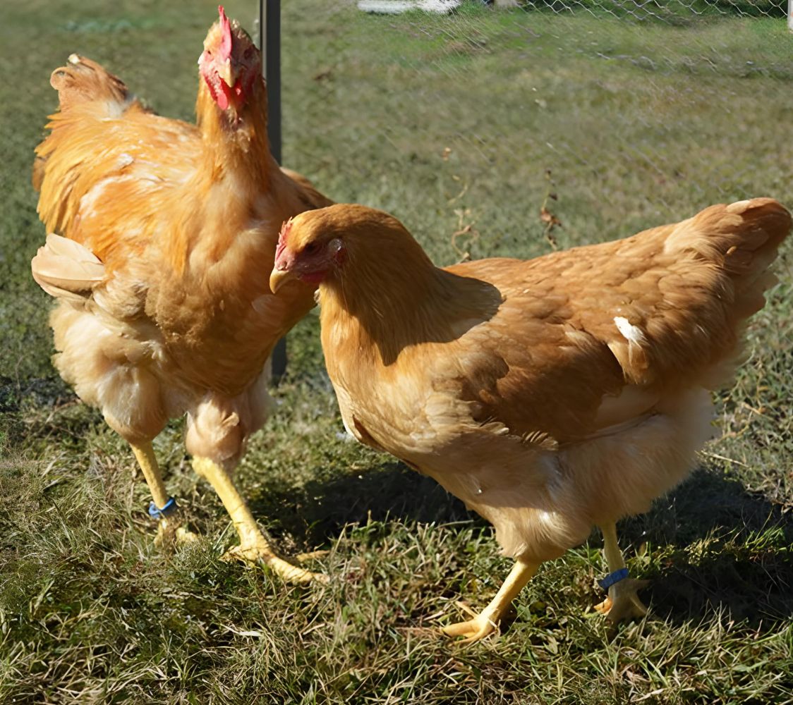 gallinas plymouth rock color leonado	