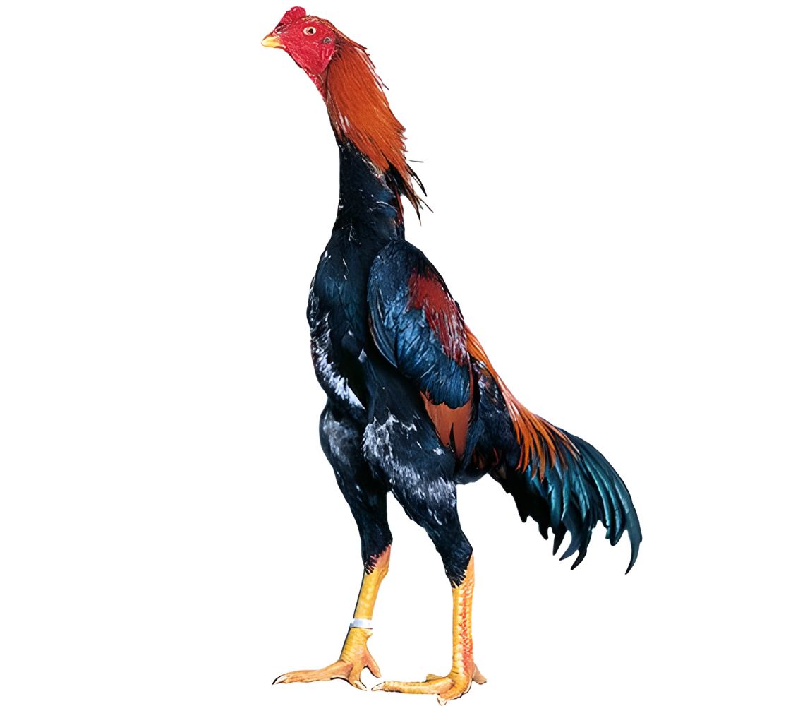 gallo Shamo	