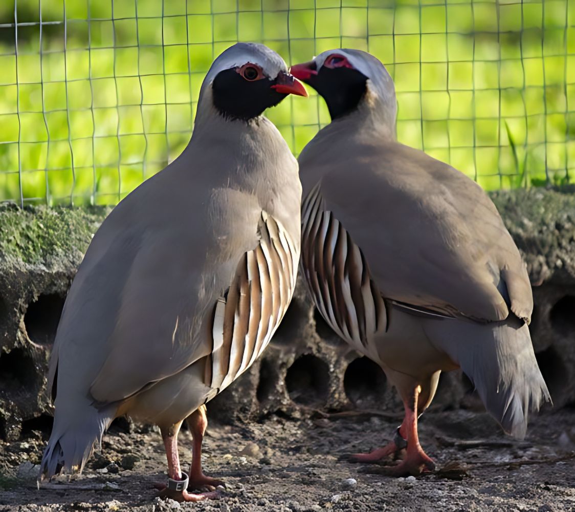 perdiz gorginegra (alectoris philbyi)	
