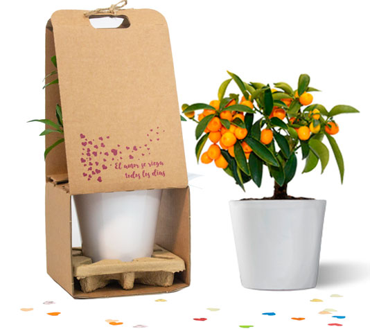 fortunella hinsii love