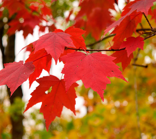 hoja roja del arce americano