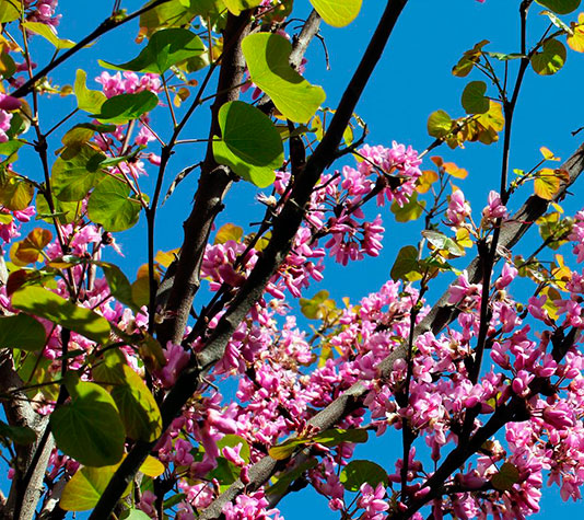 hoja del árbol del amor