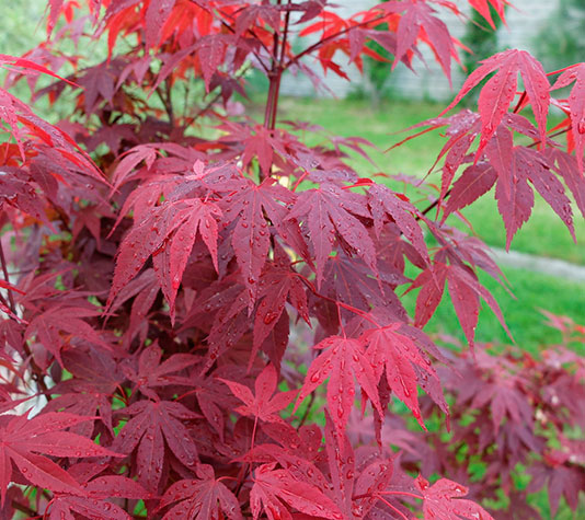 hoja roja del arce japones