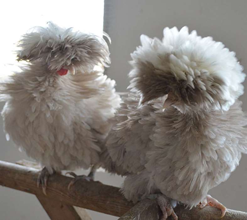 gallina holandesa moñuda kaki rizada