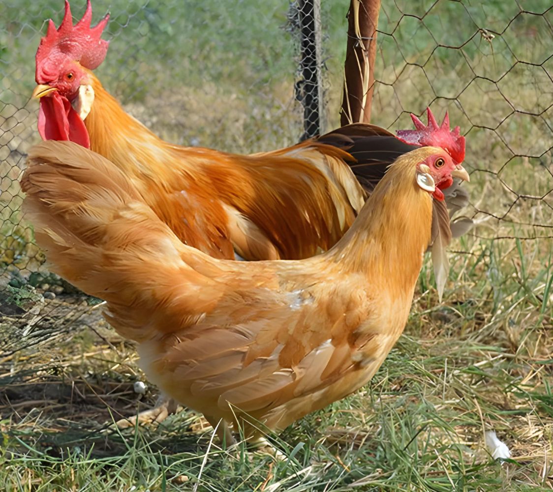 gallina de raza italiana enana color leonado	