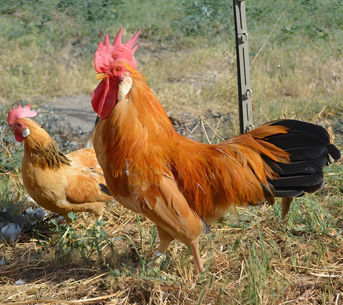 gallo italiano enano color leonado armiñado de negro	