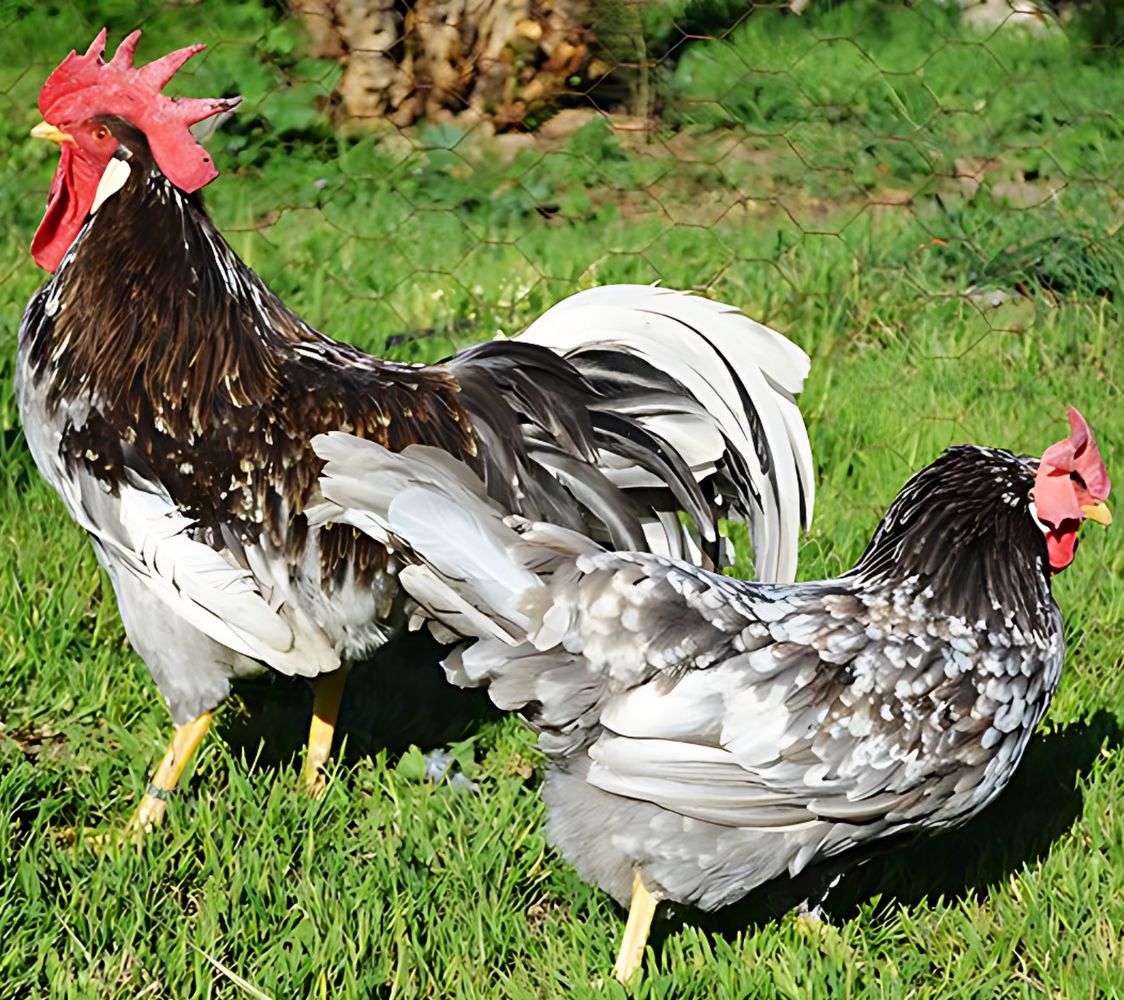 pareja gallina italiana perla moteado de negro	
