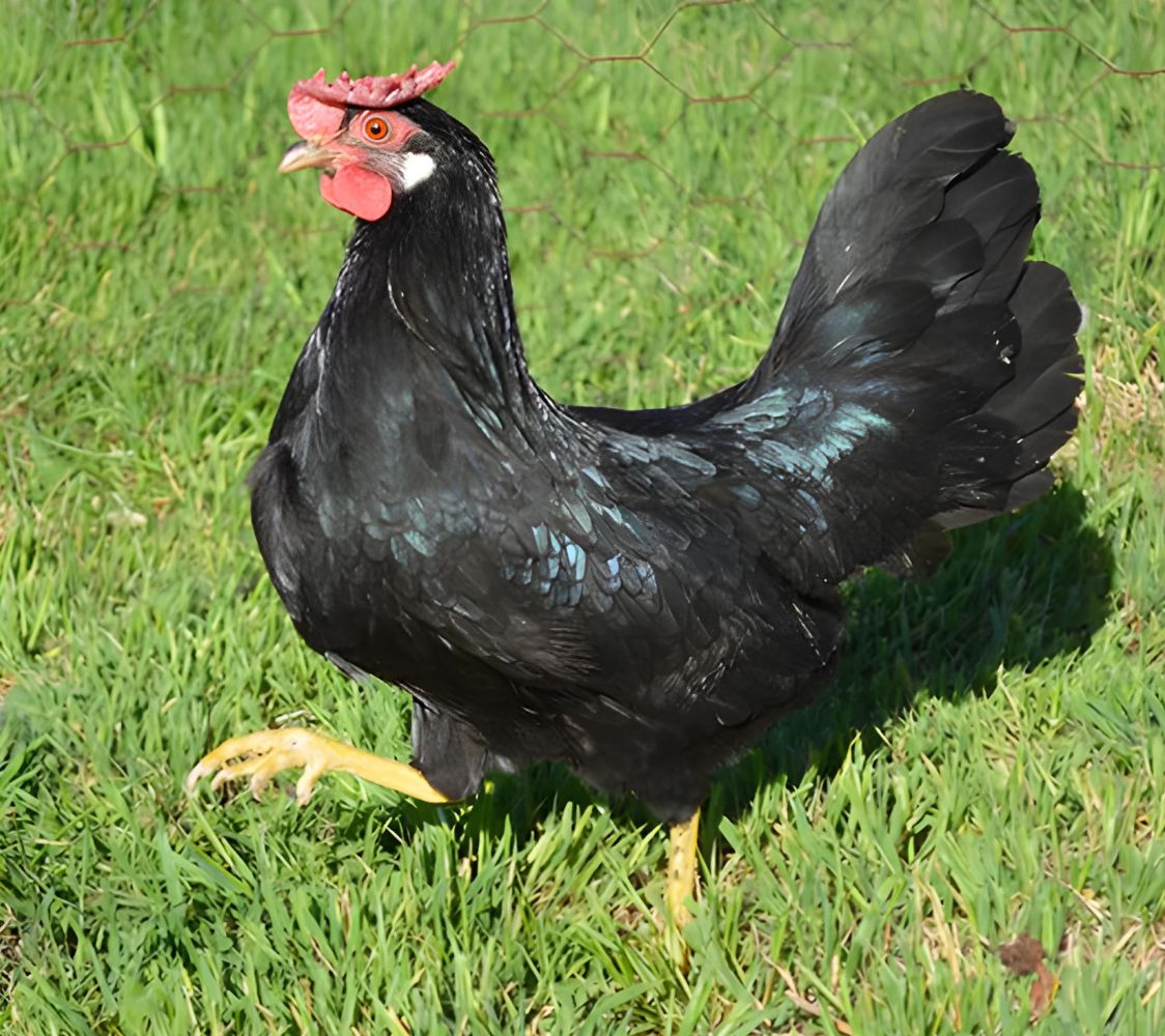 gallina de raza italiana enana color negro	