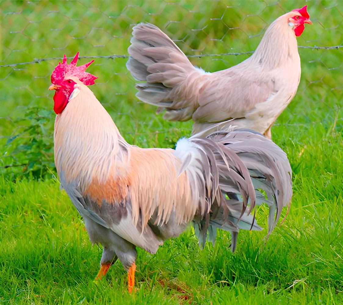 gallina italiana isabella	