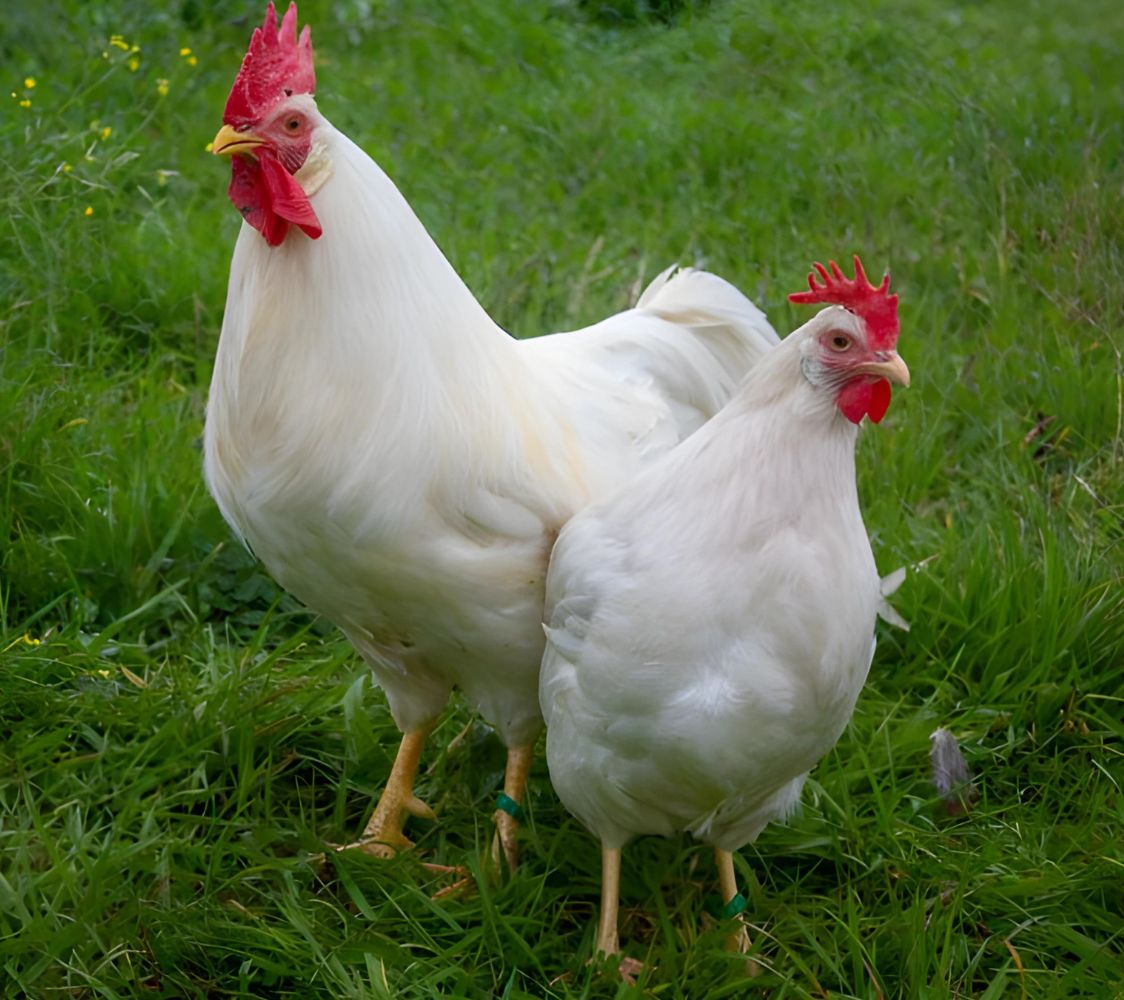 gallinas italianas blanco (leghorn)	