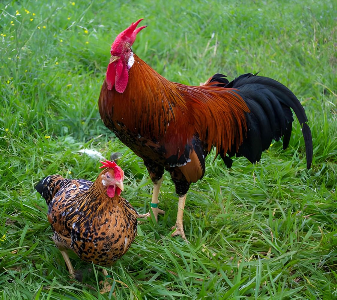 gallina de raza italiana enana color milflores	