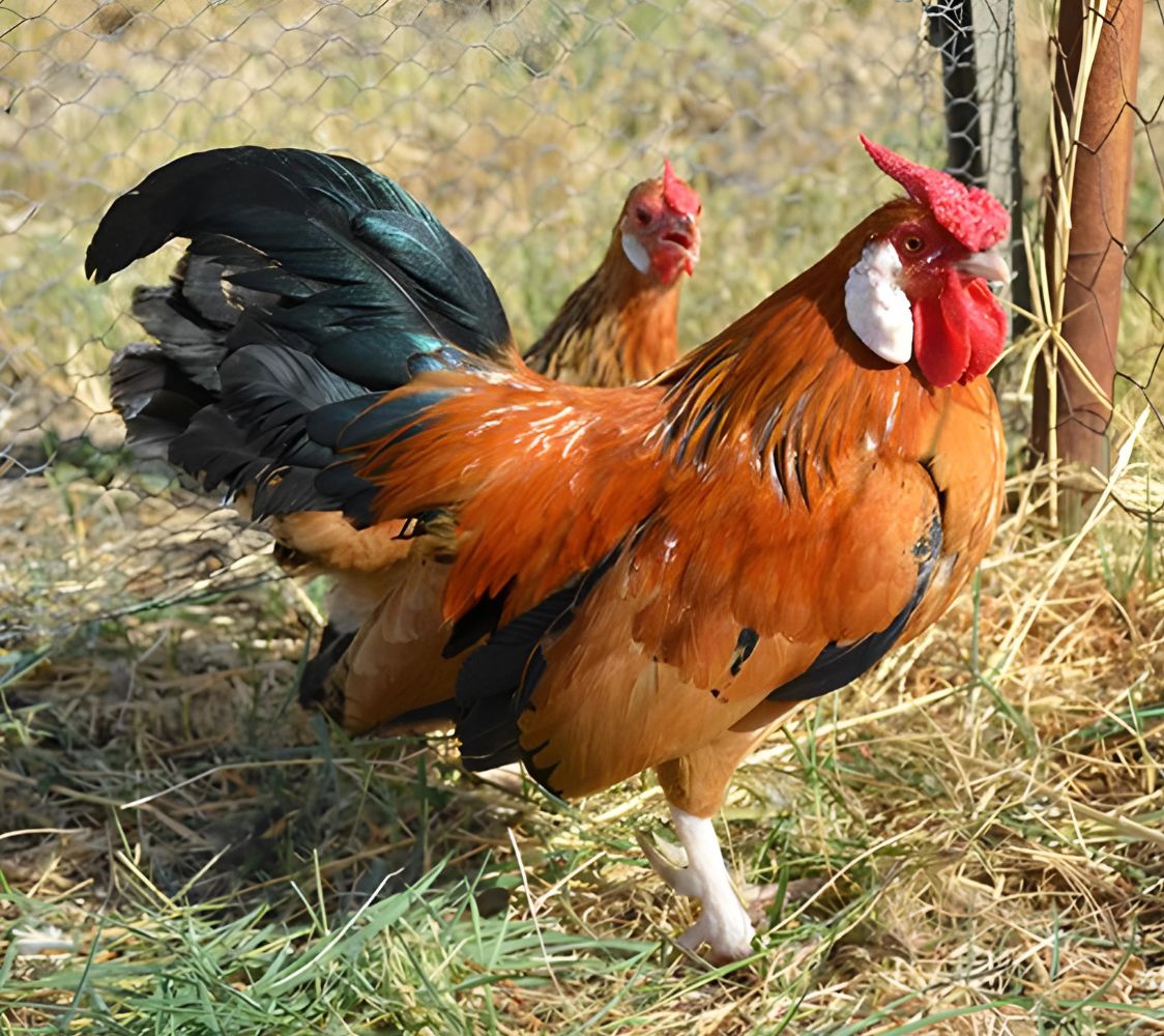 gallina de raza java leonado armiñado de negro	
