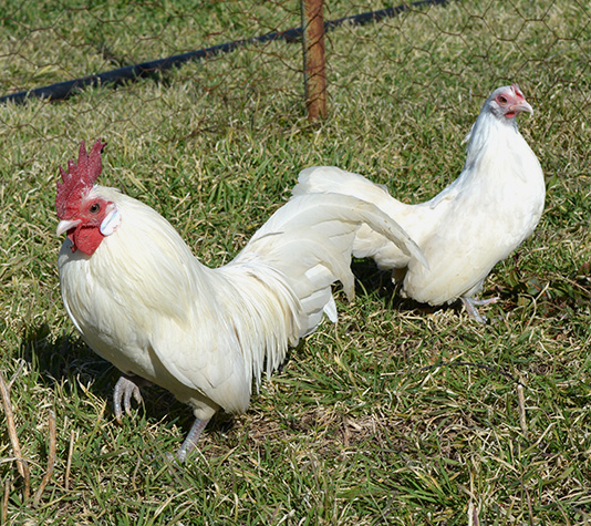 gallina de raza kriel color blanco