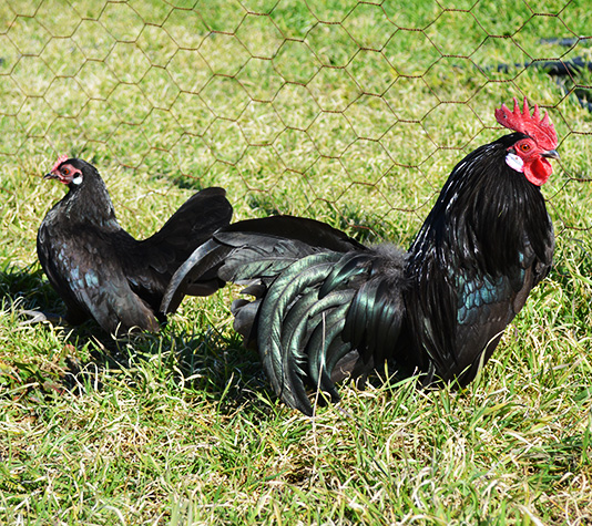 gallinas enanas kriel color negro