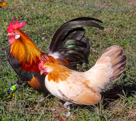 gallinas kriel holandesa trigueño