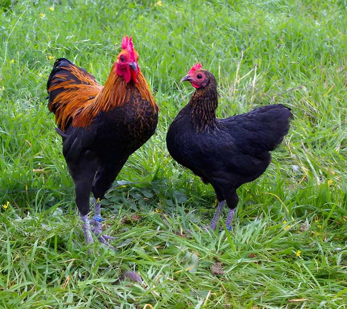 Pareja Langshan enano abedul dorado	